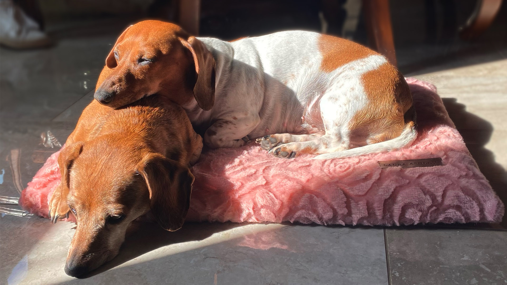 Evelyn Perez's dogs lay on a pillow in the sun.